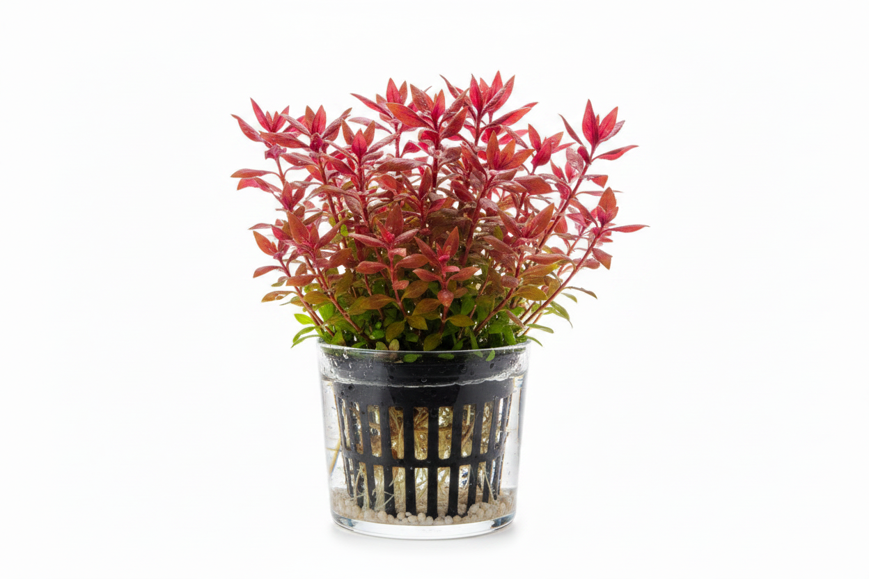 Potted cardinal plant