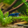 Blue neocardinia