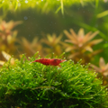 Cherry shrimp