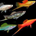 Skittles pack of swordtails