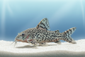 Julii corydoras