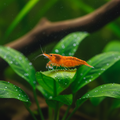 Orange neocardinia