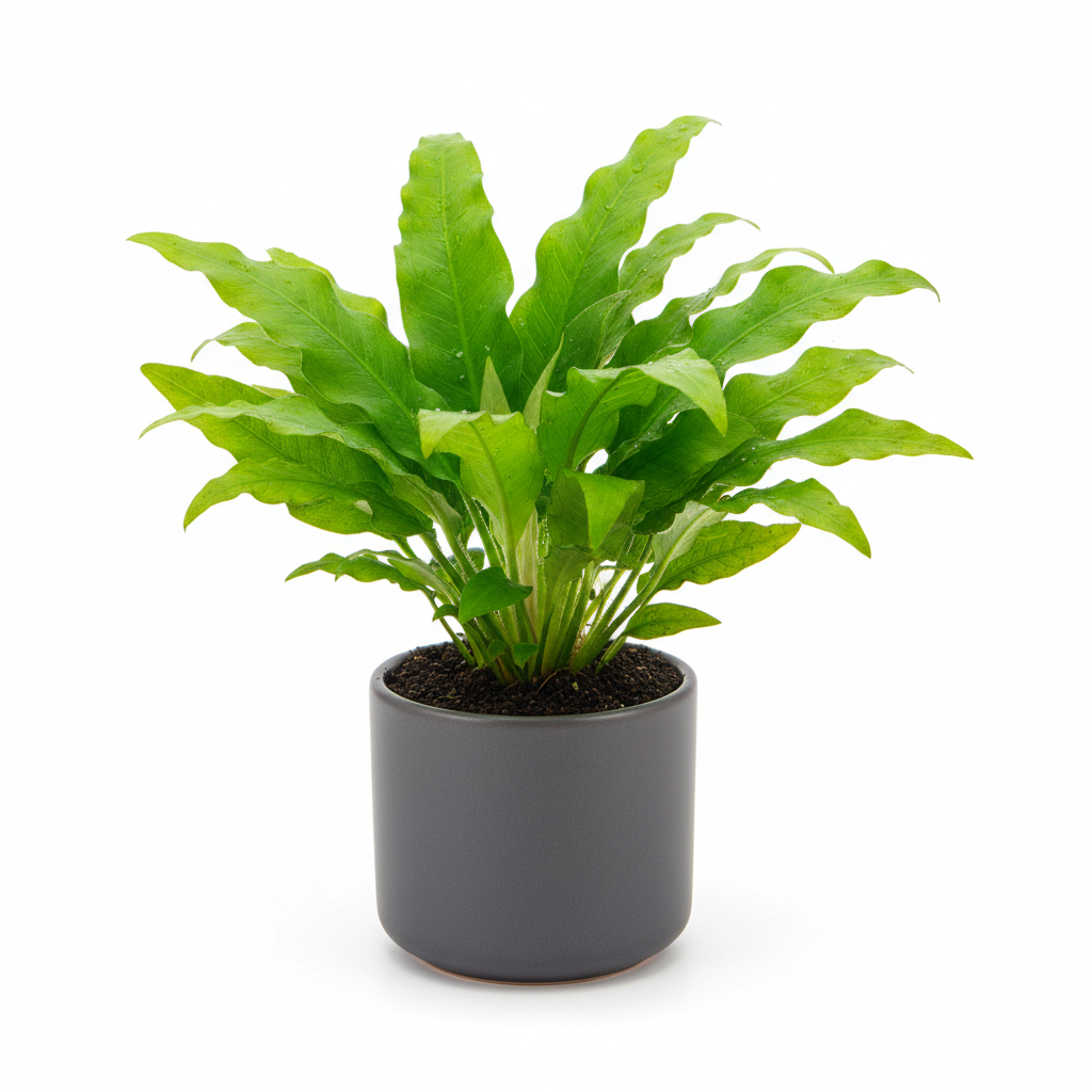 Potted amazon sword