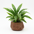 Potted java fern