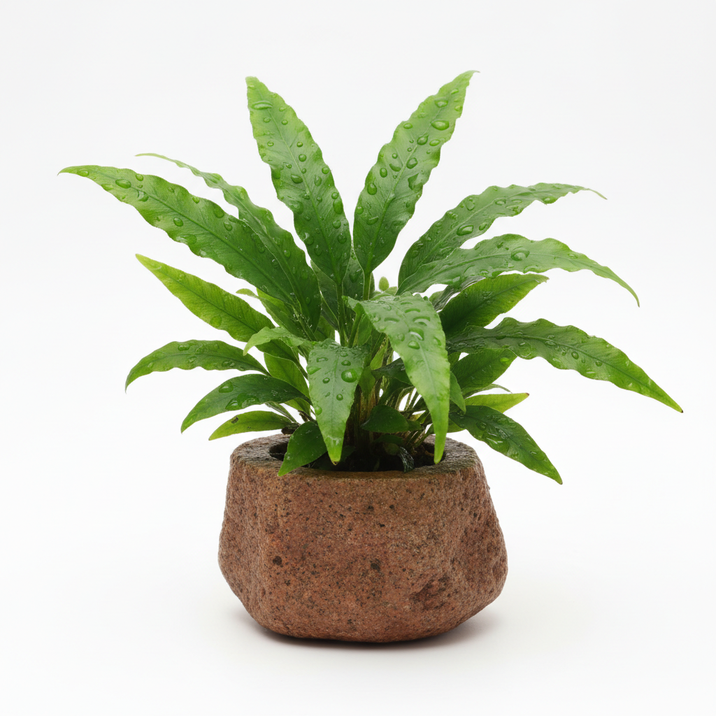 Potted java fern