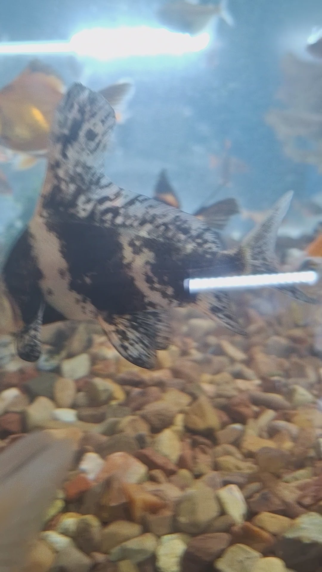 Hi fin banded loach