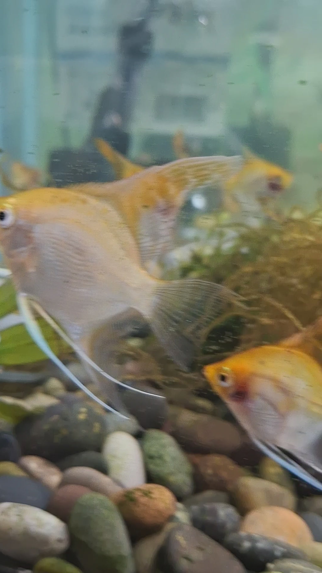 Sunset angelfish