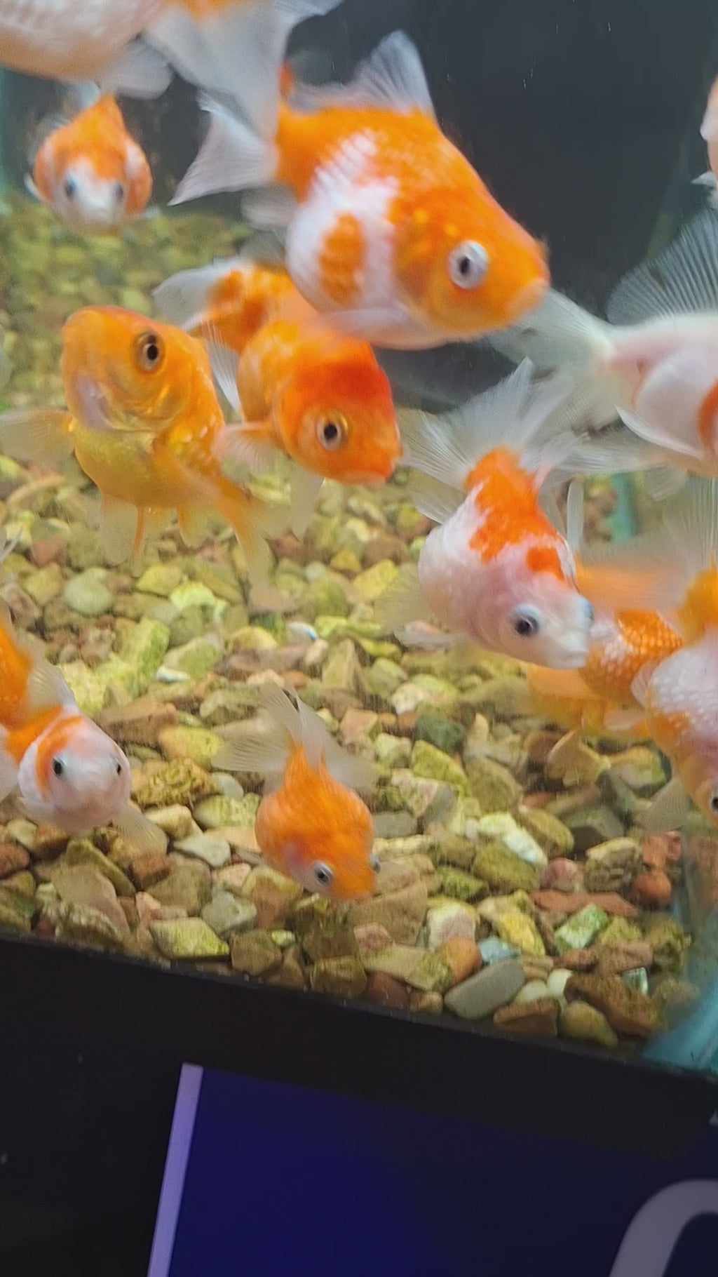 Pearlscale goldfish
