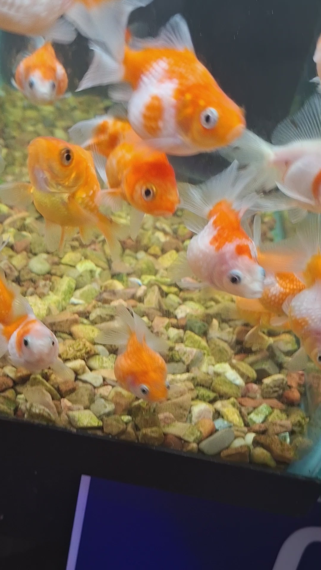 Pearlscale goldfish