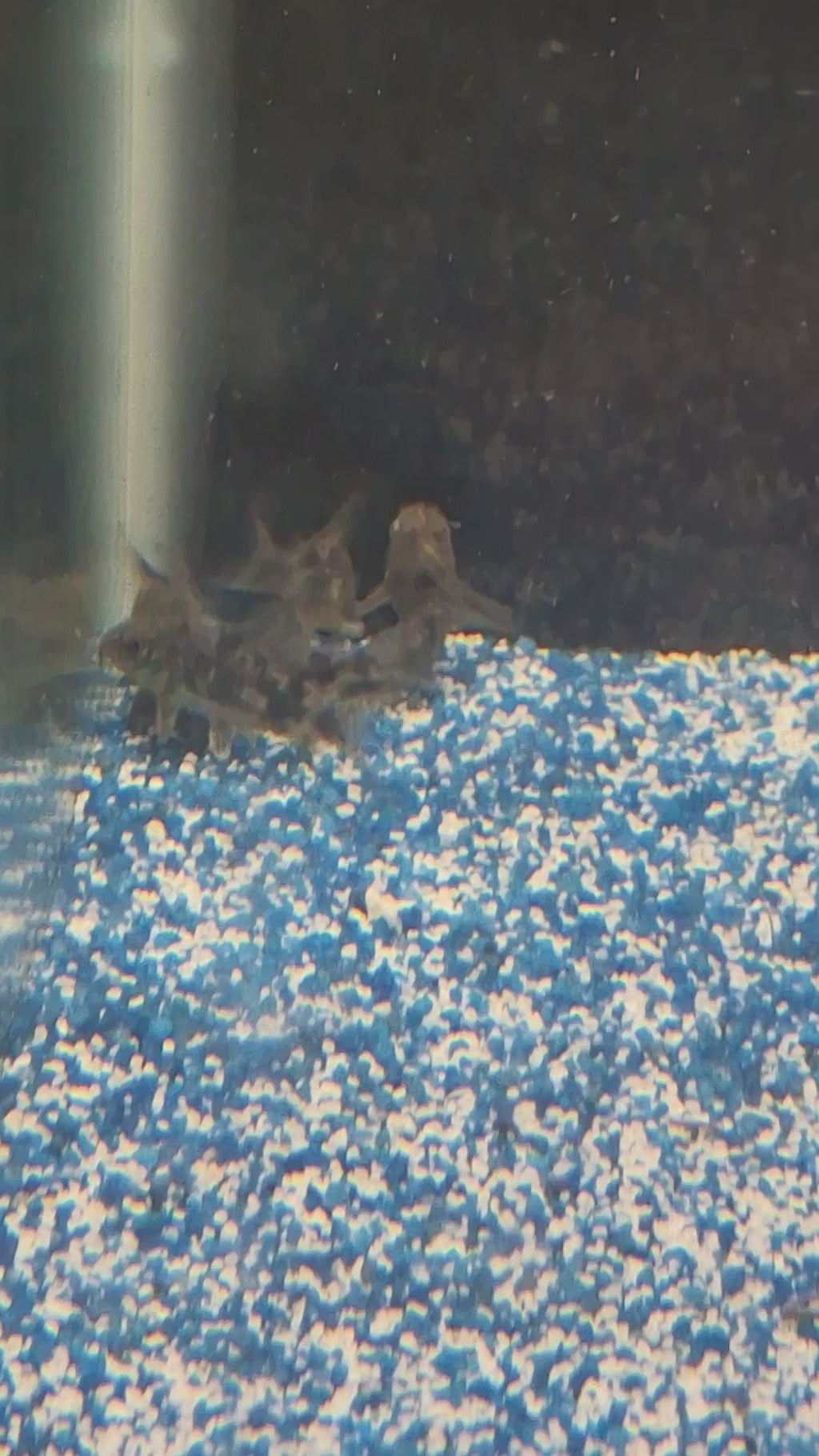 Pepper corydoras