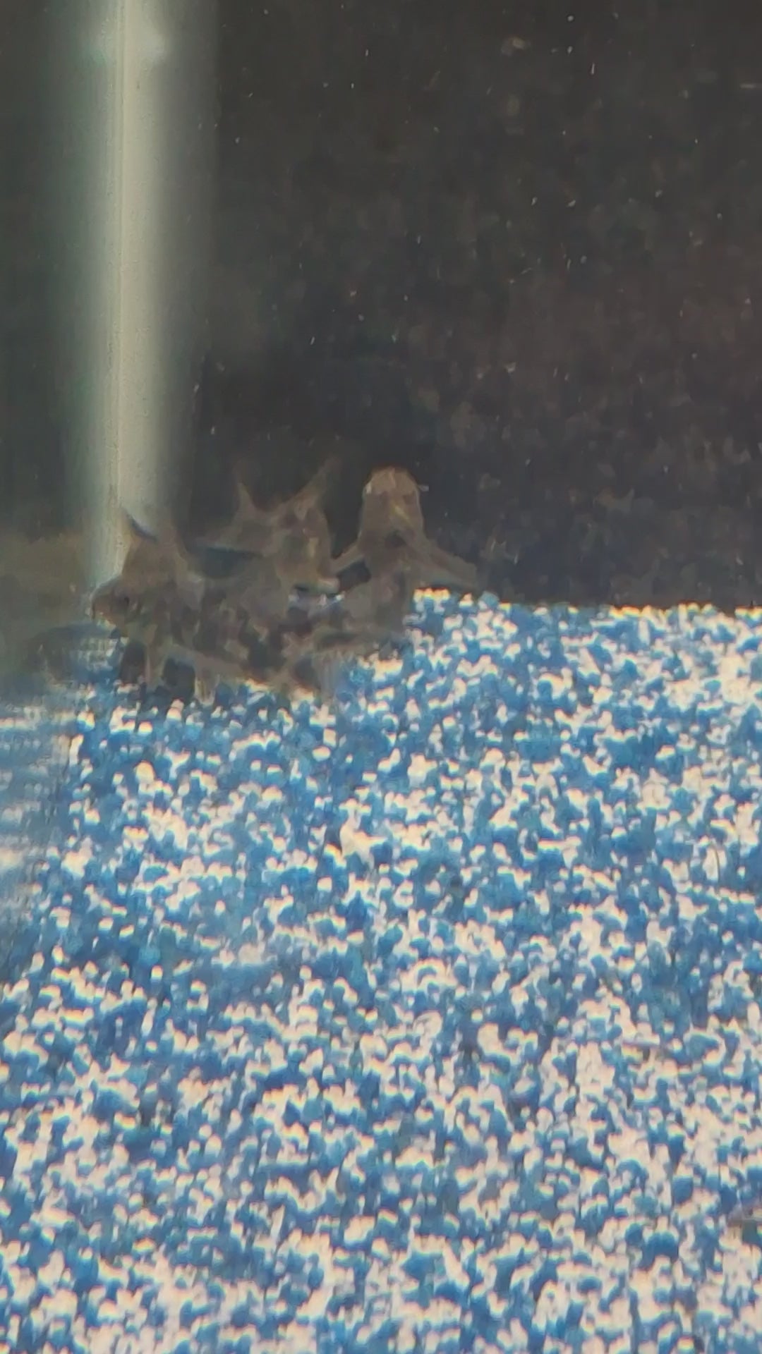 Pepper corydoras