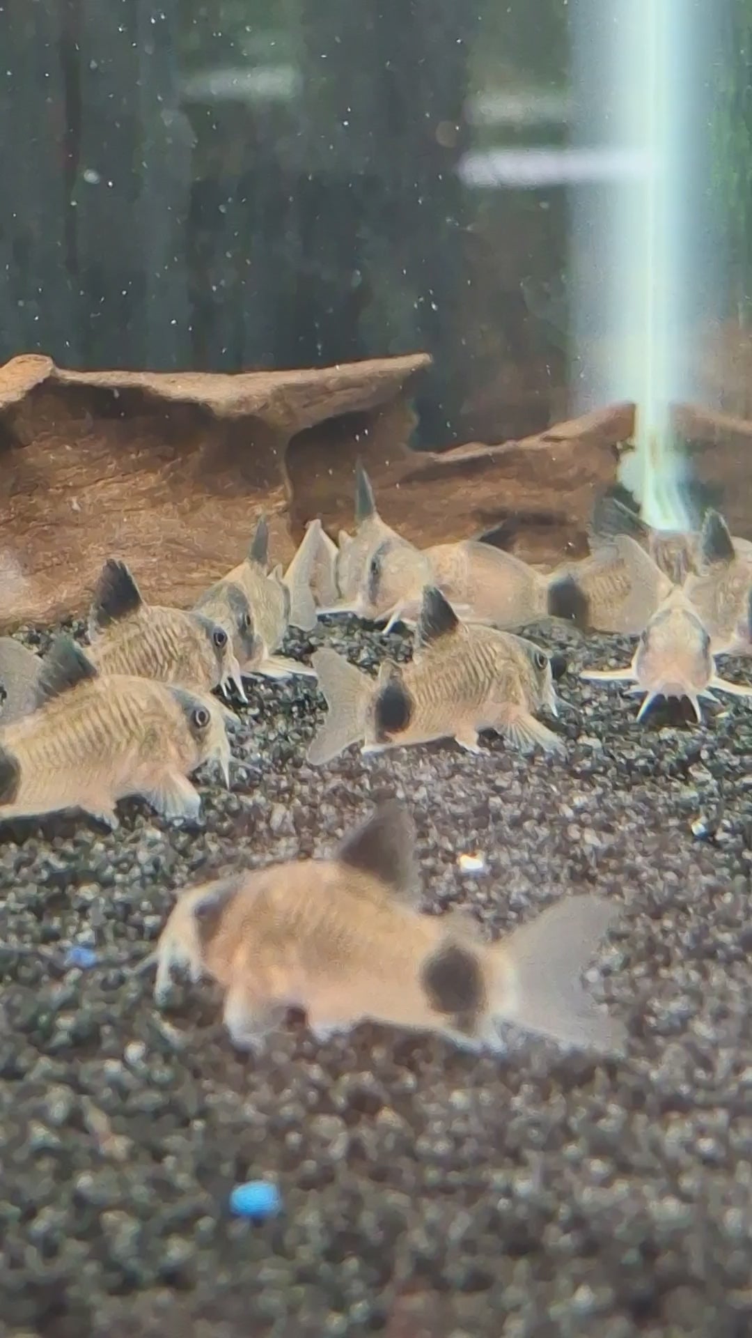 Panda cory