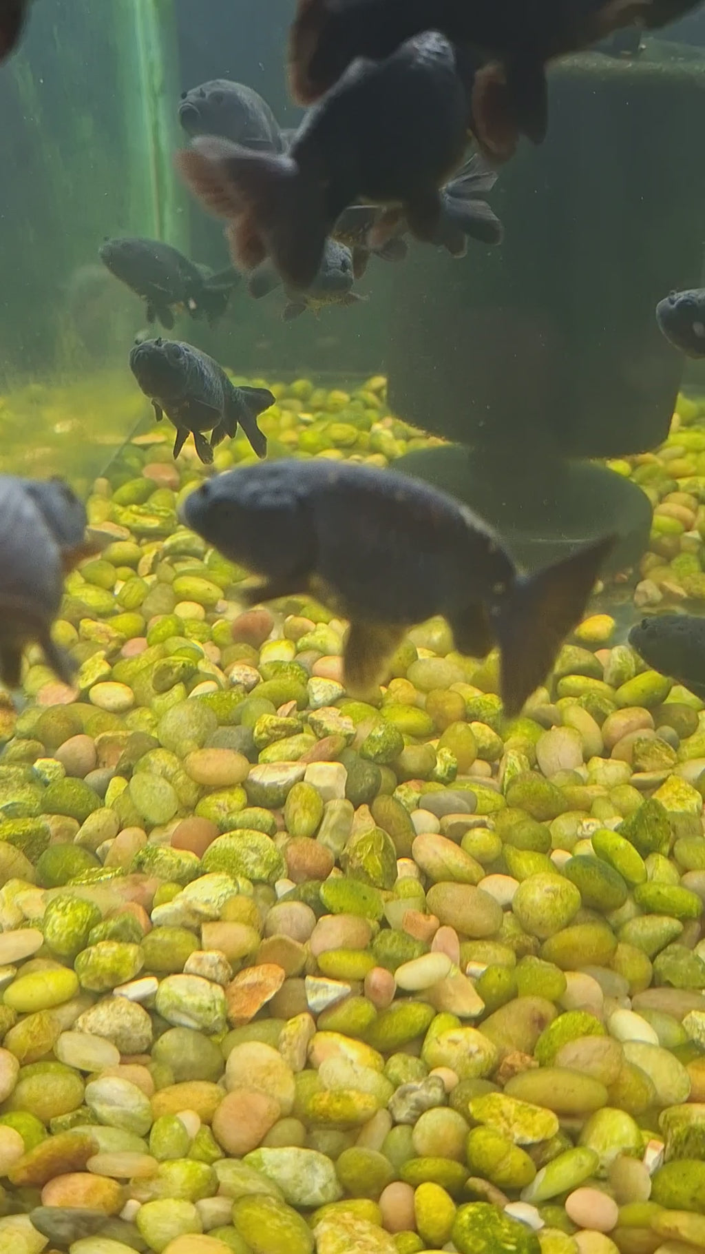Black Thai Ranchu