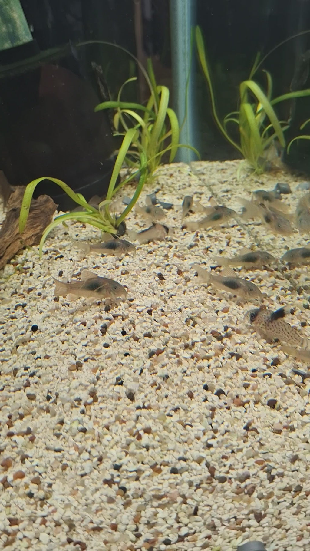 Orange Venezuelan corydoras