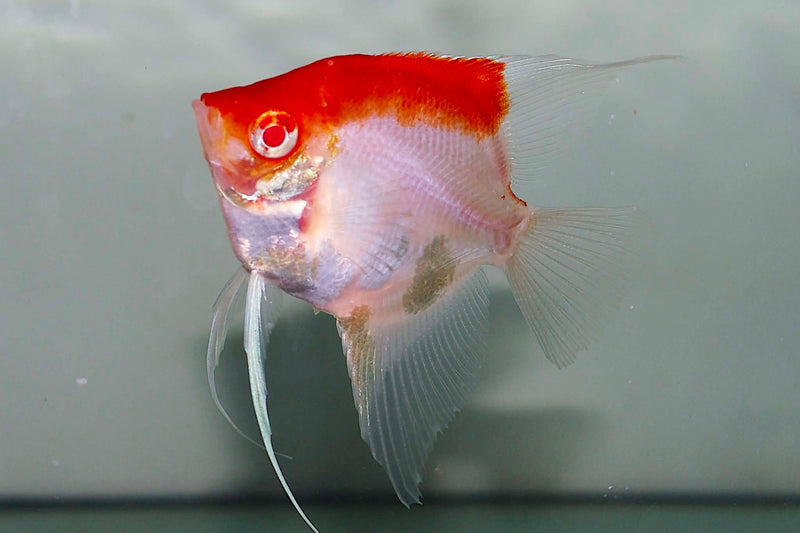 Red cap albino angelfish