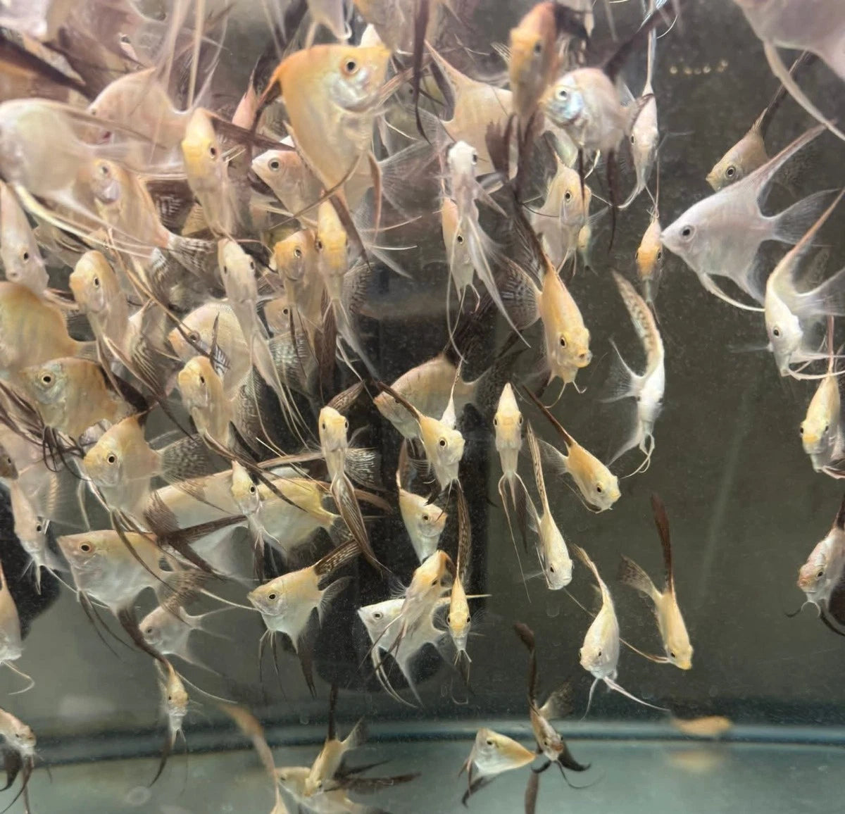 Bulgarian green angelfish